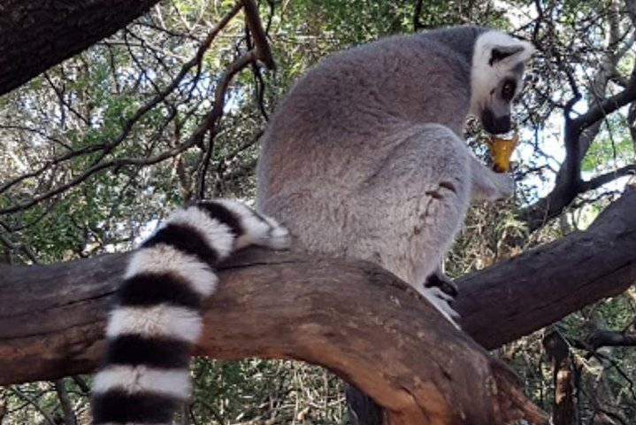 Bush Babies & Monkey Sanctuary and Elephants walk Private  - Photo 1 of 8